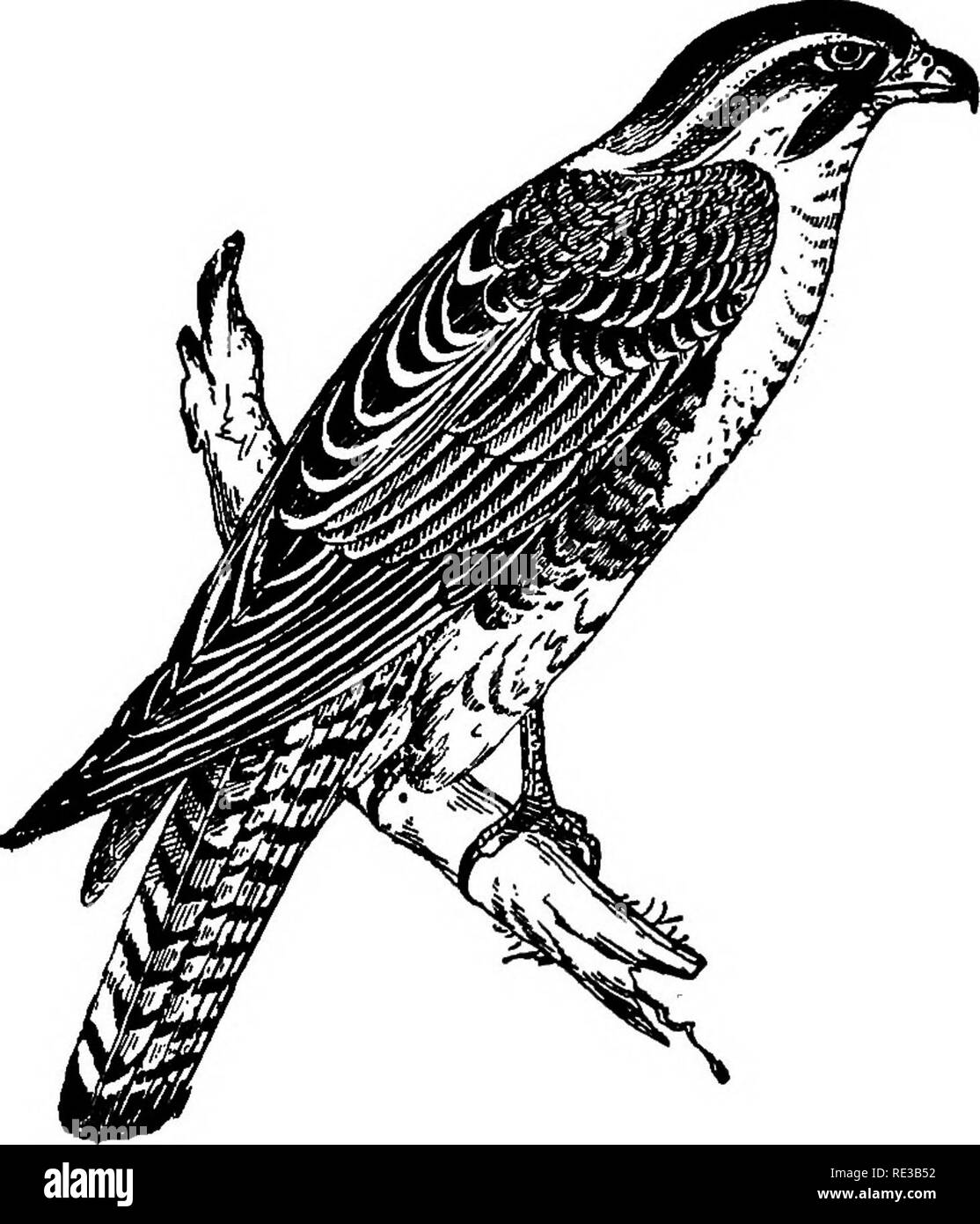 . I nidi e le uova di uccelli del Nord America. Gli uccelli; uccelli. Nord America liTRDfl. 227 Questo bellissimo uccello, noto come il falco femorale, è comune e dispone di una vasta gamma in America del Sud e Centrale; e esemplari di uccelli, suo i nidi e le uova sono state prese nel Texas Meridionale, lungo le rive del Rio Grande, in Arizona. Il dott. James C. Merrill trovato nidi di questa specie il 16 giugno 1877 e il 7 maggio 1878, vicino a Fort Brown, Texas; esse sono state poste sulla sommità della bassa Span- ish a baionetta, e sono stati semplicemente leggero di piattaforme di ramoscelli di depressioni, foderato con. 359, Aplomado Falcon, un po' di gr Foto Stock