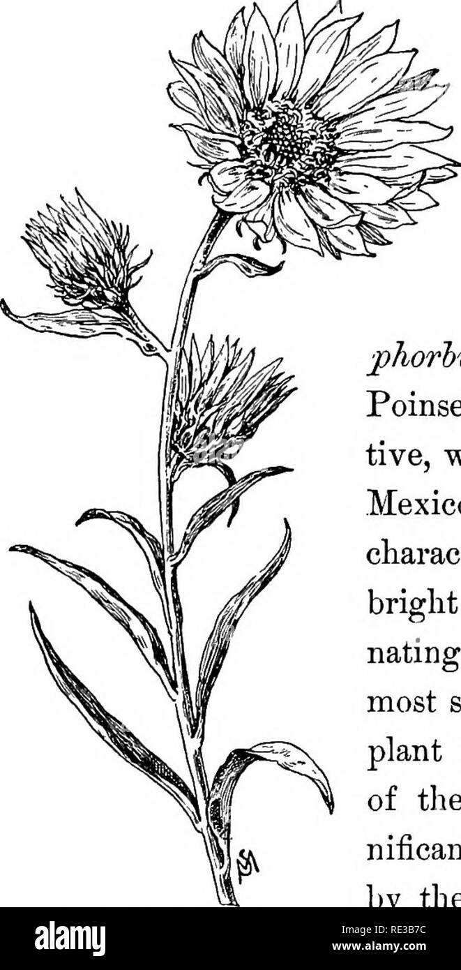 . Familiarità dei fiori di campo e giardino;. La botanica. 210 familiarità dei fiori di campo e di giardino. è di per sé inconspicu- unità organizzative, ma i cinque petali di colore bianco-come ap- pendages e il bianco leafage sono la parte più interessante della pianta; Ev,- phorhia pulcherrima o Poinsettia, è il suo vicino rela- tivo, che giunge a noi dal Messico. Questa varietà è caratterizzata da un gruppo di Bright Foglie scarlatto termi- narie i rami. Esso è più di successo come un impianto di serra nel clima più freddo del Nord e la sua le società INSIG- nificant fiori, circondato da foglie di Vermiglio, ap- pera in inverno. La pianta è stata nam Foto Stock