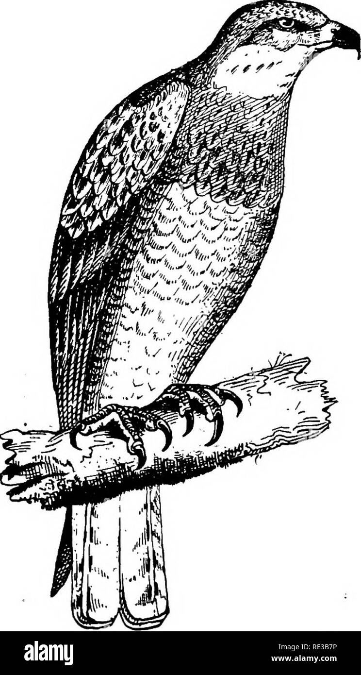 . I nidi e le uova di uccelli del Nord America. Gli uccelli; uccelli. NORTfJ AMERICAN uccelli. 211 nidi, i genitori saileJ in ambienti overhead, costantemente emettendo un grido che assomiglia belati di una capra. Ciascun nido conteneva un uovo. Il primo era fresca; dimensione 2.3B xl.91; sporco-bianco con alcune macchie rossastre nella piccola estremità. La seconda, parzialmente incubato, era come il primo, ma le macchie sono state piuttosto scarsamente distribuiti su tutta l'uovo; dimensione, 2,35x1,85. Il sig. Edwin C. Davis ha trovato un nido di questo Hawk a sette miglia a sud di Fort Griffin, Texas, contenente due leggermente le uova incubate in 2d di Giu Foto Stock