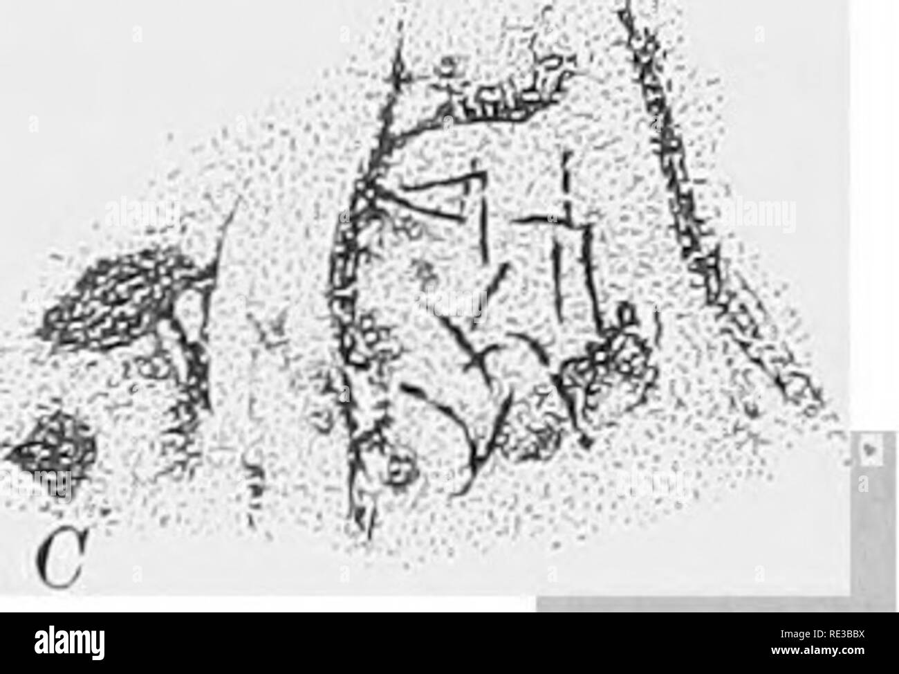 . Pratico botanica. Botanica. m- D. â â¢Â"'iÂ"s&GT;; *â ¢&GT;! F Fig. 150. Un gruppo di batteri A, Bacillus typhosus, da una a sei ore di cultura antica su agar nutritivo. In tali colture il corpo principale del bacillus è breve e le ciglia sono relativamente prom- inent ; ingrandito 1000 diametri. B, Micrococcus tetragenus, tre gruppi ciascuno di quattro individui, ciascuna mostrante la caratteristica disposizione; i corpi più grandi sono porzioni di pus in cui i batteri si verificano. C, Bacillus tubercu losis- ; il molto slanciata bacilli sono mostrati tra particelle di espettorato. D, Proteus vulgaris, ampiamente distribuire Foto Stock