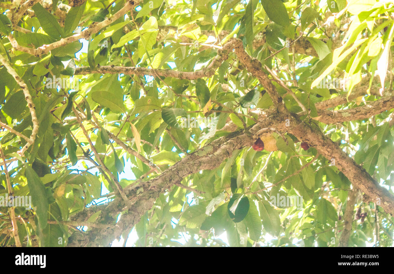 Freschi organici jambo isolato (Syzygium malaccense) Frutta esotica Foto Stock