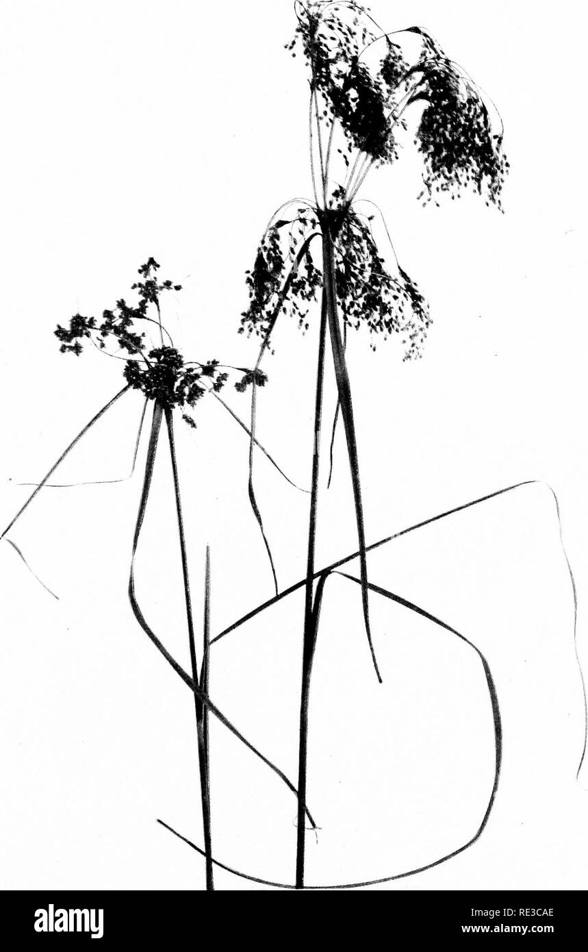 . Il libro di erbe; una guida illustrata al comune erbe e il più comune dei giunchi e carici. Erbe; Juncaceae; Cyperaceae. Erba di lana iScirpHS cyperinus). Due fasi di panicle. Si prega di notare che queste immagini vengono estratte dalla pagina sottoposta a scansione di immagini che possono essere state migliorate digitalmente per la leggibilità - Colorazione e aspetto di queste illustrazioni potrebbero non perfettamente assomigliano al lavoro originale. Francesco, Mary Evans. Città Giardino, N. Y. , Doubleday, pagina &AMP; Co. Foto Stock