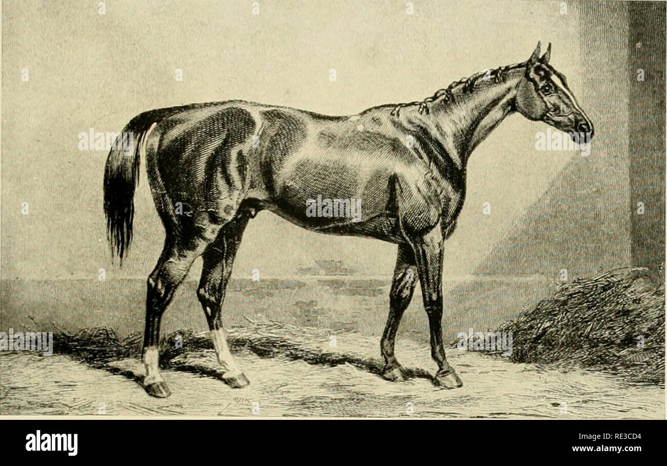 . Eclipse &AMP; OKelly : essendo una storia completa così lontano come è noto di che ha celebrato l'inglese purosangue Eclipse (1764-1789), del suo allevatore il duca di Cumberland &AMP; dei suoi successivi proprietari William Wildman, Dennis OKelly &AMP; Andrew OKelly, ora per la prima volta esposto dall'autorità originale &AMP; famiglia memoranda. Eclipse (cavallo), 1764-1789; Cumberland, William Augustus, duca di, 1721-1765; cavallo purosangue; cavallo-corse; CHR 1907; PRO Serety, Joseph P. (Autograph, Philadelphia, PA). Magazzino e da una stampa in "Sporting Magazine", Vol. CXX.. Si prega di notare th Foto Stock