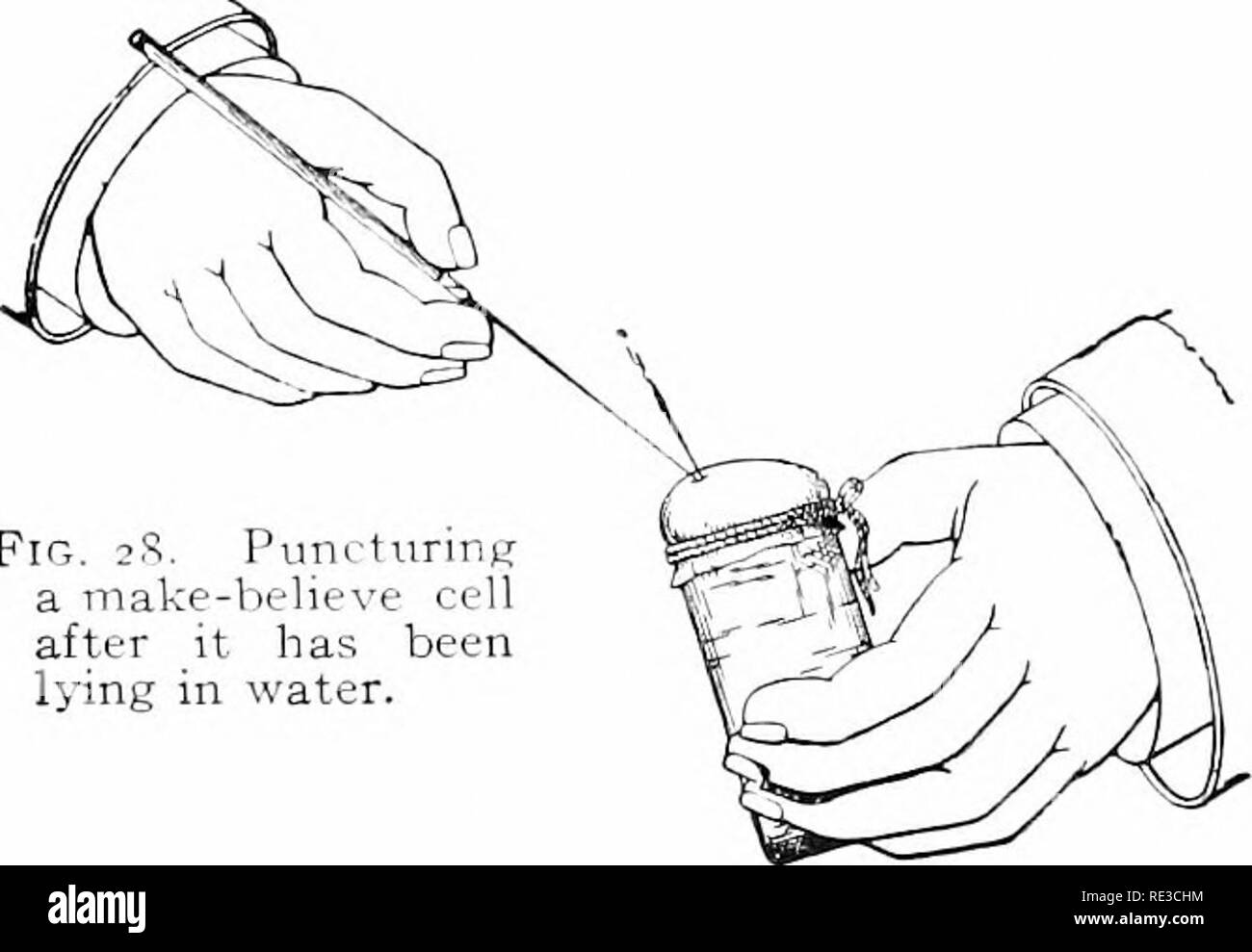 . Elementare di botanica. La botanica. 20 fisiologia. indagato, hanno il potere di assumere acqua sotto pressa- ure. 40. Cell-sap una soluzione di determinate sostanze.-Da questi esperimenti abbiamo sono portato a credere che alcune sostanze che risiedono nella cella-sap di piante che si comportano molto come la soluzione salina quando separato fvom acqua mediante la membrana protoplasmic. Lasciatevi tentare di interpretare questi fenomeni facendo ricorso a esperimenti di diffusione, dove un animale membrana separa due liquidi di concentrazione difterent. 41. Una cellula artificiale per illustrare turgore.-riempire un piccolo a imboccatura larga con fiala Foto Stock