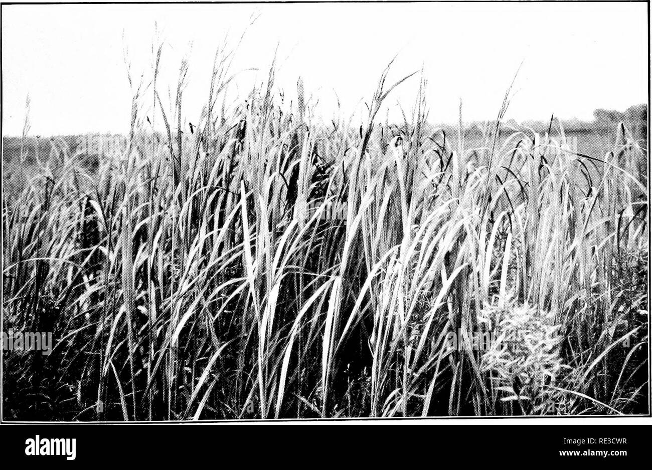 . Il libro di erbe; una guida illustrata al comune erbe e il più comune dei giunchi e carici. Erbe; Juncaceae; Cyperaceae. Sale REED-erba {Sparlina cynosuroides) dal fosso nella palude. ,-Â Â, -â â¢losuroidcs) dal bordo della palude. Si prega di notare che queste immagini vengono estratte dalla pagina sottoposta a scansione di immagini che possono essere state migliorate digitalmente per la leggibilità - Colorazione e aspetto di queste illustrazioni potrebbero non perfettamente assomigliano al lavoro originale. Francesco, Mary Evans. Città Giardino, N. Y. , Doubleday, pagina &AMP; Co. Foto Stock