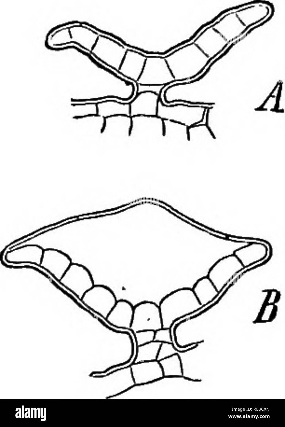 . Anatomia comparata degli organi vegetativi delle fanerogame e felci;. Anatomia vegetale; felci. Fig. 39.Epidenni5, con scale ghiandolare, del lato superiore della foglia di Thymus vulgaris {375). una vista superficiale. b sezione trasversale; secrezione rimosso dall'alcol. circoscritto a gruppi di ghiandolare, capitate peli che sono strettamente congregata. Questi costituiscono il round, pallido o violetto scuro- macchia rossa sulla superficie di ciascun stipule di taluni veccia (Vicia Faba, sativa, sepium^), che consiste in Vicia Faba di strettamente congregata, club-sagomato, capitate peli di uguale altezza, con sh Foto Stock