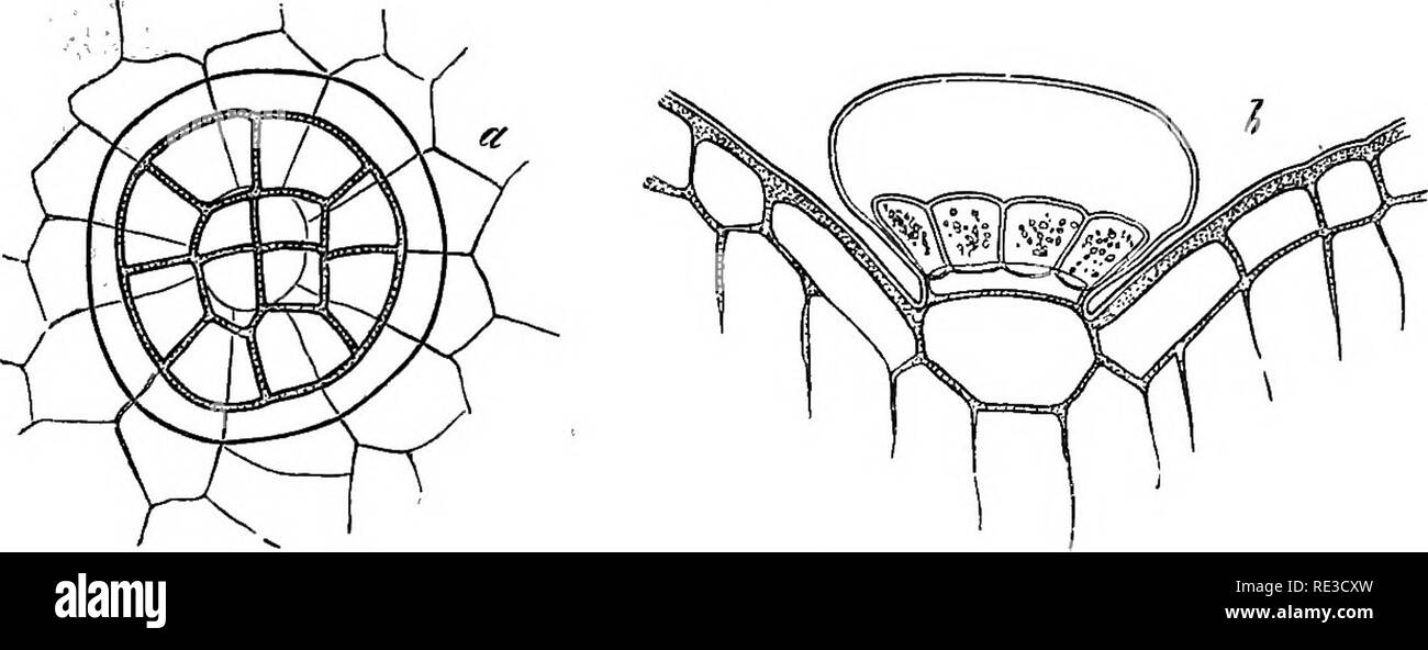 . Anatomia comparata degli organi vegetativi delle fanerogame e felci;. Anatomia vegetale; felci. Fig. 38. - Pogostemon Patschouli; giovane foglia, sezione trasversale e un pezzo di epidermide, witli una breve liair ghiandolare; secrezione sciolto da alcool (375).. Fig. 39.Epidenni5, con scale ghiandolare, del lato superiore della foglia di Thymus vulgaris {375). una vista superficiale. b sezione trasversale; secrezione rimosso dall'alcol. circoscritto a gruppi di ghiandolare, capitate peli che sono strettamente congregata. Questi costituiscono il round, pallido o violetto scuro- macchia rossa sulla superficie di ciascun stipule Foto Stock