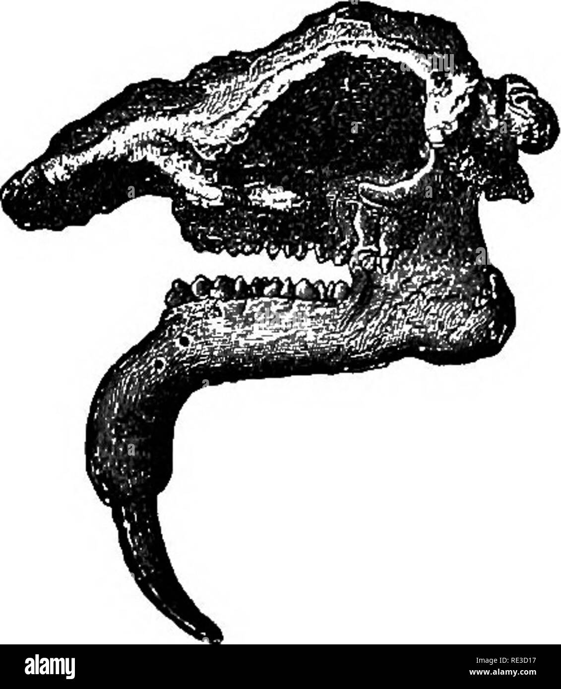 . Il libro di testo di zoologia. Zoologia. 5] 2 Vertehrata. addomesticati : l' elefante africano {E. africanvs), con un minor numero di piastre di spessore maggiore; e molto grandi orecchie. Le forme estinte sono numerose. La M a m m o t h (^. primigenius), dall'Quartemaries della Siberia e in Europa, ap- proached l'elefante indiano nel costruire, ma aveva un rivestimento di spessore dei capelli da montare per il clima di greggio. Il Mastodons erano forme aberranti, con diversi molari in uso in una sola volta; le creste molari sono pochi e non collegati da cemento. Alcune forme aveva un larf;e incisivo nel mandibu lar ramus girato foi-reparti e verso il basso; essi avevano anche uppe Foto Stock