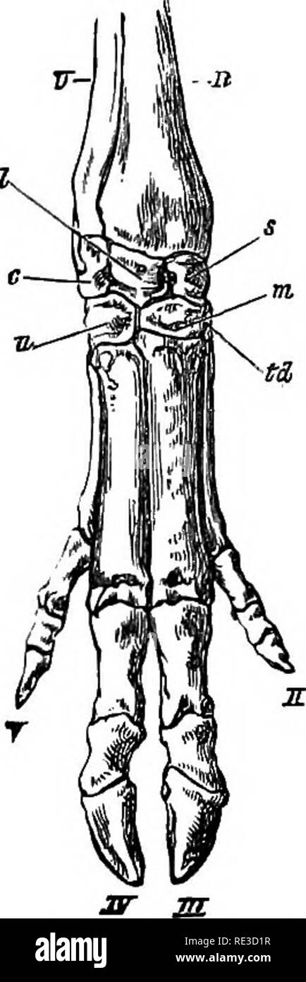 . Il libro di testo di zoologia. Zoologia. Vetro 6. Mammalia. Ordinare 5. Ongulata. 505 catedj cieco minore nel Perissodactyles; i molari piegata o tuberculate, premolari minore del vero molari* Grroup 1. Non-Ruminantia. Incisivi ben sviluppati; il terzo e il quarto metacarpals o metatarsals sono quasi sempre separati, la seconda e la quinta cifra e le corrispondenti ossa di solito relativamente ben sviluppato; ulna e perone forte; rami mandibolari anchylosed; stomaco meno compli- cato rispetto ai ruminanti ; in alcune forme di gruppo [ad esempio, il comune di maiale), abbastanza semplice; in Foto Stock