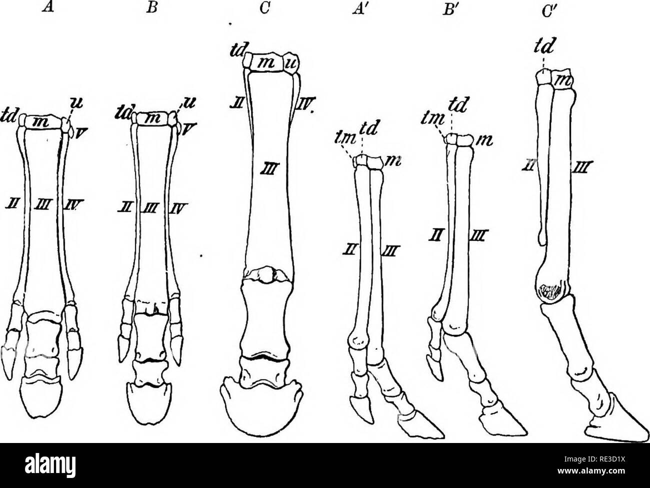 . Il libro di testo di zoologia. Zoologia. 504 vertebrata. " Accessorio dita", che non toccano il terreno a pochi * Hippaiion vissuto negli ultimi tempi Miocene come UEO come nel Pliocene. Il genere AncUtherivm è più remoto da Equus; ha le dita dei piedi come Hipparion, ma la seconda e la quarta sono notevolmente più forte in questi ultimi pur stiU molto più debole del thii-d; le corone dei molari sono più corti di quelli in Equus, la piegatura più simile a quello del rinoceronte (o Pateotherium), il cemento poco sviluppato; il lupo. Fig. 405. A sinistra il piede anteriore di AncUtherium (A, A'), Hipparion (B, B Foto Stock