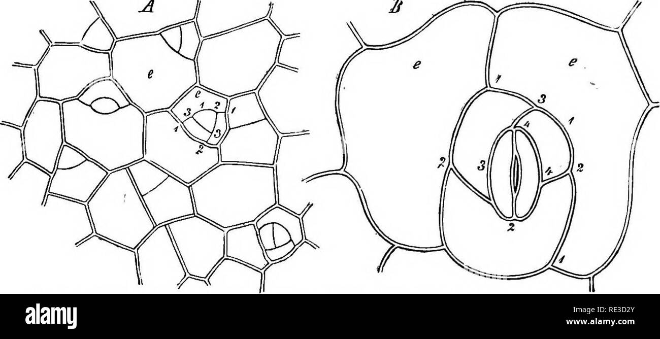 . Anatomia comparata degli organi vegetativi delle fanerogame e felci;. Anatomia vegetale; felci. FIG. 14.-J^eaf di Fteiis Habellata, vista superficiale. Un molto giovane, e le cellule epidermiche; v cella controllata, S (vicino a -v) madre-cella, gli altri ^ cella iniziale dello stoma. B quasi maturo, s guard-celle, v e e z&amp; n A. dall' Sashs Textbook. li taglia perpendicolarmente: Thymus serpyllum, Physostegia virginiana e altri Lamiaceae (Strasburger, /. c). In tale ultima categoria ma sono anche il Equiseta. b. La prima cella è suddivisa in successione da pareti disposte in tre direzioni in su Foto Stock