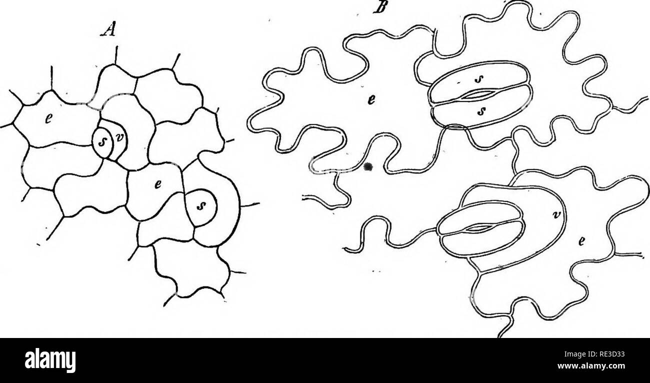 . Anatomia comparata degli organi vegetativi delle fanerogame e felci;. Anatomia vegetale; felci. L'EPIDERMIDE. 41 a. La cella iniziale, delimitata da una curva o anche U-parete sagomata, è ancora divisa da un muro quasi simile a quest'ultimo in una madre-cella e a forma di ferro di cavallo cella controllata (Asplenium bulbiferum', Pteris flabellata (Tig. 14), cretica^); o in successione dal 2-3 di pareti curve, che si alternano in due versi in superficie e tagliare uno un altro, in una madre-cella, circondato da una zona (o in parti una doppia zona) del semianello- o cavallo- calzatura a forma di cellule sussidiaria. La longitud Foto Stock