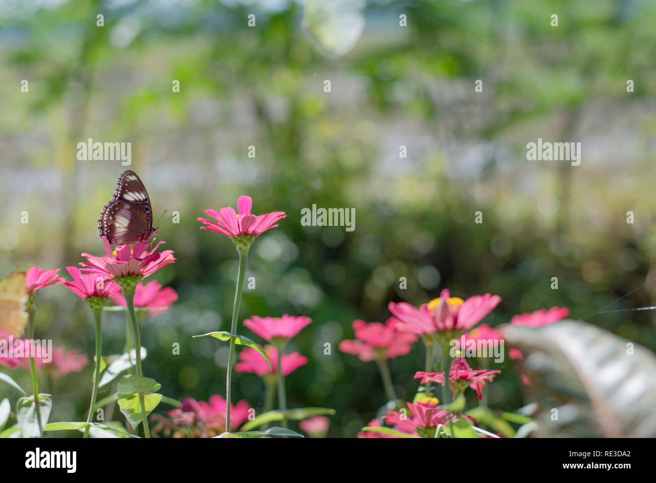 Stupenda farfalla nel giardino fiorito Foto Stock