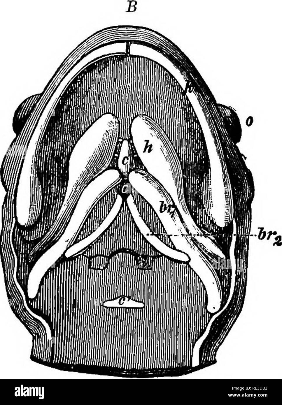 . Il libro di testo di zoologia. Zoologia. III-. Fig. 319. Il visoeral archi della salamandra, visto da sotto; una larva, B adulto. c basibranohials, c' l'ultimo (separati dagli altri adnlt), Ic mandibola, h hyoid arch, ir 1-4 primo al quarto gin-bar, Z condili occipitale, o l'occhio. Dopo Busconi. * La coda non è visibile esternamente, per la lunga Ilia, che sono fissati con le loro estremità anteriori alla vertebra sacrale, si estendono all'indietro quasi parallela alla urostyle ; quest'ultima è di circa la stessa lunghezza della ilia, in modo che le loro cavità glenoidea sono vicino alla sua punta.. Si prega di notare che Foto Stock
