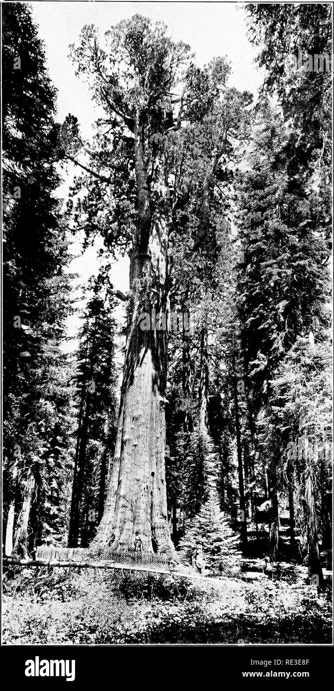 . Il romanticismo dei nostri alberi. Alberi. La più antica cosa vivente nel mondo - un albero! . GENERAL SHERMAN grande albero di sequoia na- zionale Park, California, duemila anni quando Gesù di Nazaret è nato. È ora di 279 ft. alta; 365 FT. IN DIAMETRO [Sequoid sempervireiis). Si prega di notare che queste immagini vengono estratte dalla pagina sottoposta a scansione di immagini che possono essere state migliorate digitalmente per la leggibilità - Colorazione e aspetto di queste illustrazioni potrebbero non perfettamente assomigliano al lavoro originale. Wilson, Ernest Henry, 1876-1930. Città Giardino, New York Doubleday, pagina Foto Stock