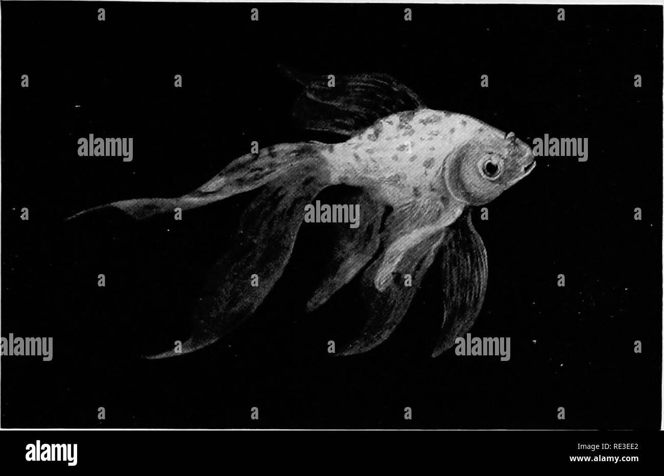 Pesci cometa Foto e Immagini Stock in Bianco e Nero - Alamy