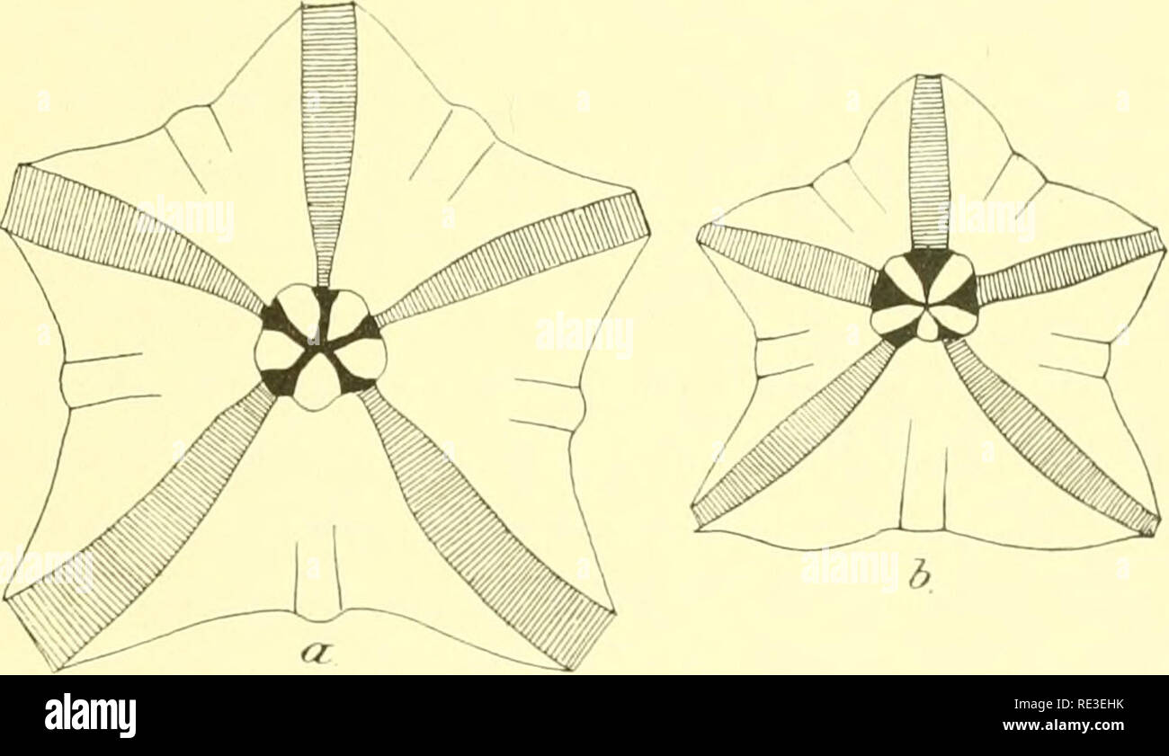 . Echinoidea. Ricci di mare. ECHINOIDEA. II. 35 i petali sono considerabh' più breve e meno sviluppati che in piisi/liis. Il mimber di pori essendo quasi il doppio di quest'ultima specie, quando si mettono a confronto; esemplari di dimensioni corrispondenti delle due specie, come è facilmente osservabile dalla tabella riportata e da un confronto delle figure 5 e 31. PI. XII. I pori sono soniewhat minore in p/tsil/iis (quelli di tlie serie interna più piccoli di quelli della serie esterna), con nessun distinti protnberance vetroso tra i pori di ciascuna coppia; le coppie sono anche più obliqua e più distante in pnsillns. Foto Stock