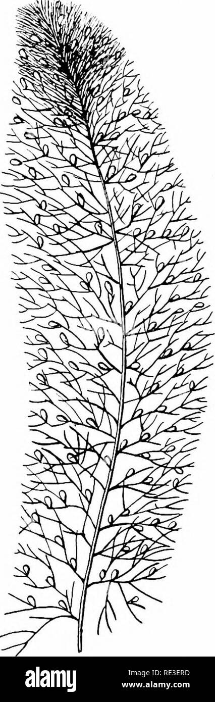 . Goldfish varietà e acquario tropicale pesci; una guida completa per acquari e argomenti correlati. Acquari; Goldfish. Fig. 168. Myriophyllum 1(j9. Il GRE.ter Bl.dderwort UTRICULARIA :molti tipi di Utriciilaria o Bladderwort, sono distribuiti nella zona temperata. Essi hanno un po' l'aspetto dell'finemente suddiviso - foglie di Myriophyllum, ma possono essere identificati tramite le piccole vesciche sparse ovunque. La nostra figura 169 di U. vulgaris dà una buona. Si prega di notare che queste immagini vengono estratte dalla pagina sottoposta a scansione di immagini che possono essere state migliorate digitalmente per la leggibilità - colorazione e app Foto Stock