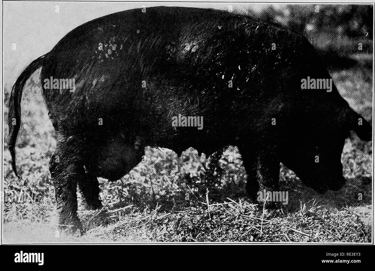 . Suina pratica . Suina. Chirurgia e ostetricia 357 e dei muscoli addominali devono essere uniti da tre o quattro suture interrotta. La ferita dovrebbe quindi essere verniciato con tintura di iodin e con un repellente a Mosca e le scrofe poste in quarti pulita. L'ablazione delle ghiandole mammarie Eemoval della mammae della specie suina è consigliabile quando essi sono in- vaded con tumori, ampiamente lacerato o affetti da actinomyco- sis, botryomycosis, necrobacillosis e alcune altre infezioni. Il funzionamento è indicato quando la lesione o processo di malattia non può essere alleviato da agenti terapeutici. L'animale deve essere p Foto Stock