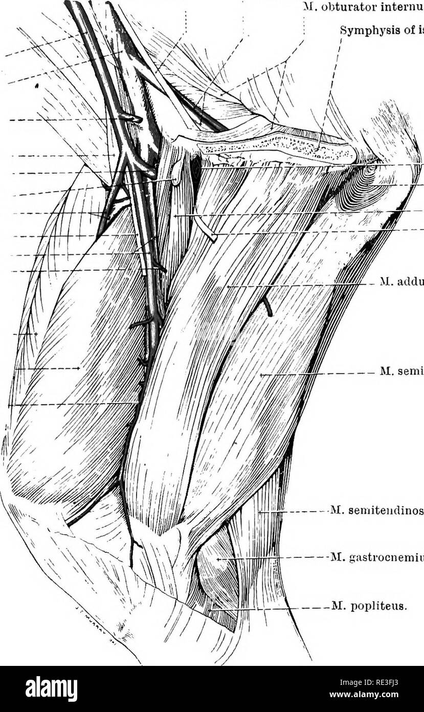 . La Anatomia Topografica degli arti del cavallo. Cavalli; fisiologia. Gli arti del HOESE 99 alcune fibre oltre che scaturisce dall'tendinea origine del gracilis. Il suo inserimento è alla superficie posteriore del femore, da vicino il terzo trocantere al epicondyle mediale e al legamento mediale collaterale del femoro-tibiali giunto. A volte fi,bres sono N. obturatorius. Otturatore di navi. M. otturatore internus. Della sinfisi ischio. A. iliaca esterna. v. iliaca esterna. - """" Truncus pudendo- epigastricus. N. femoralis. A. profunda femoris. Lig. accessorium. AnterJ Foto Stock