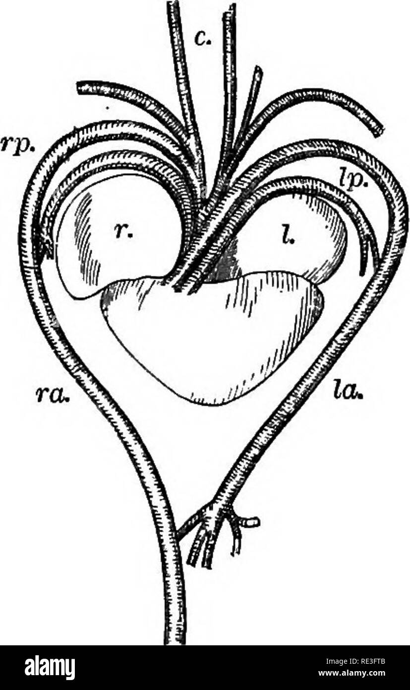 . Un libro di testo di fisiologia animale, con capitoli introduttivi sulla biologia generale e un trattamento completo di riproduzione ... Fisiologia, comparativo. 258 fisiologia animale. somma folle sul sangue venoso e passa solo con alcuni dei più scuro di sangue nei vasi aortica, in cui organizzare-. Si prega di notare che queste immagini vengono estratte dalla pagina sottoposta a scansione di immagini che possono essere state migliorate digitalmente per la leggibilità - Colorazione e aspetto di queste illustrazioni potrebbero non perfettamente assomigliano al lavoro originale. Mulini, Wesley, 1847-1915. New York, D. Appleton Foto Stock