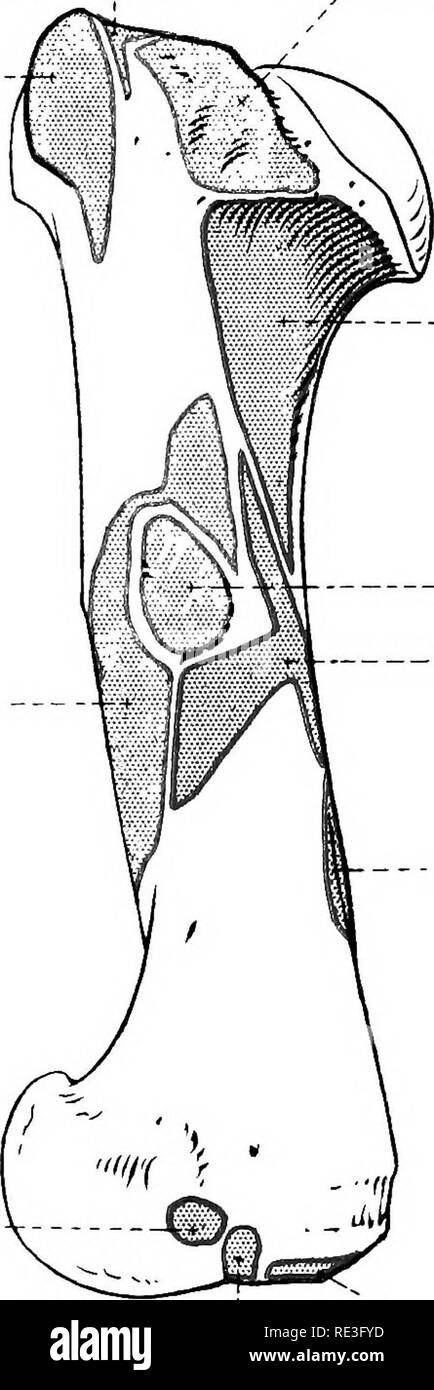 . La Anatomia Topografica degli arti del cavallo. Cavalli; fisiologia. 28 TOPOaEAPHICAL anatomia della colonna vertebrale scapolare svanisce in senso distale, l'infra- e sovra-apofisi muscolatura diventano intimamente collegati. Il muscolo ha un doppio inserimento-(1) una forte, tendine appiattito suona oltre il buon, zona convessa del tubercolo maggiore dell'omero, ad essere attaccato ad una impressione distinta sulla crestato tuberculi M. supraspinatus. M. subscapularis. M. peotoralis profundus. - M. coracobrachialis.. M. brachialis. Mm. teres major et latissimus dorsi. M. tricipiti brachii (caput mediale). M. ancoDceus. Foto Stock