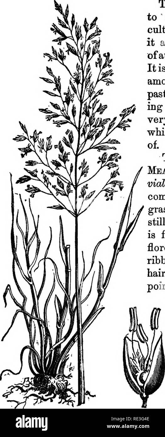 . Erbe e piante di foraggio. Un pratico trattato. Comprendente la loro storia naturale di confronto del valore nutritivo; metodi di coltivazione, taglio e indurimento; e la gestione delle terre di erba negli Stati Uniti e British Province. Erbe e piante di foraggio. Fronda-sgambate erba di prato. 85 Sebbene non ha mai, per ' la mia conoscenza, stato coltivato in questo paese, mi sembra degna di attenzione per i suoli umidi. È certamente di essere classificati fra le buone ombreggiati di Graminacee da pascolo, arredare- ing una multa, succulenti e molto nutritiva herbage, che i bovini sono molto affezionato. La sgrossatura di sgambate Mead Foto Stock