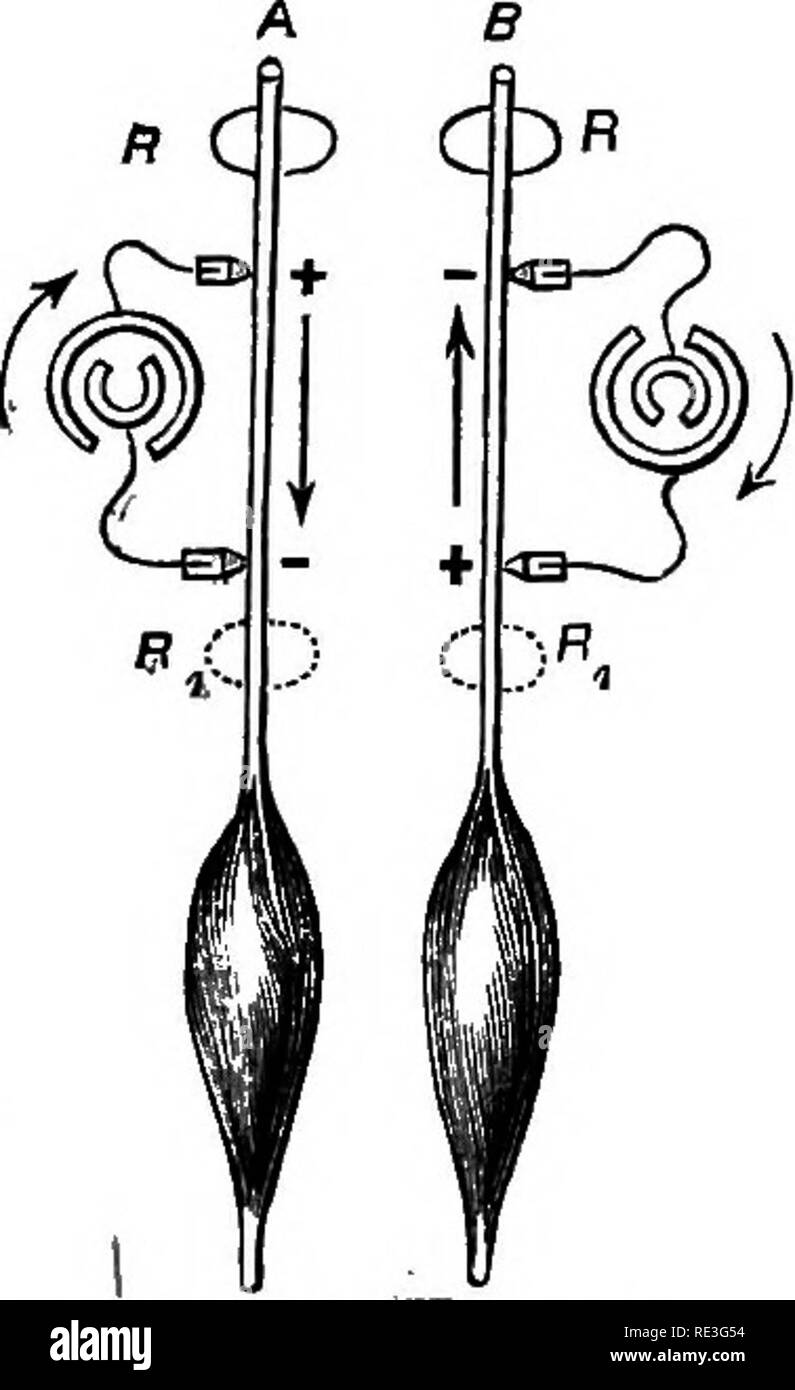 . Un libro di testo di fisiologia animale, con capitoli introduttivi sulla biologia generale e un trattamento completo di riproduzione ... Fisiologia, comparativo. 196 fisiologia animale. No macliiiie noto a noi assomiglia ad eccezione del muscolo super- ficially. Il vapore-motore cambia il combustibile in calore e mechani- cal moto ma vi la somiglianza termina. Muscolo cambia il suo cibo, o carburante, non direttamente in calore o movimento, ma in se stesso; ma come una macchina è più efficace rispetto al vapore- motore, per più lavoro e meno calore sono il risultato della sua attività rispetto al caso con il vapore-motore. Il Physiolo Foto Stock