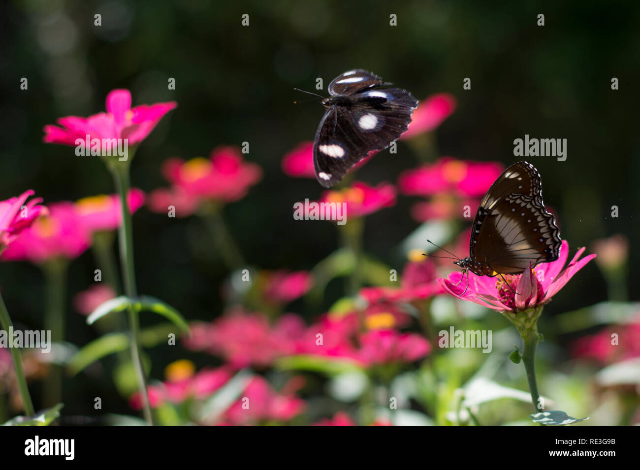 Stupenda farfalla nel giardino fiorito Foto Stock