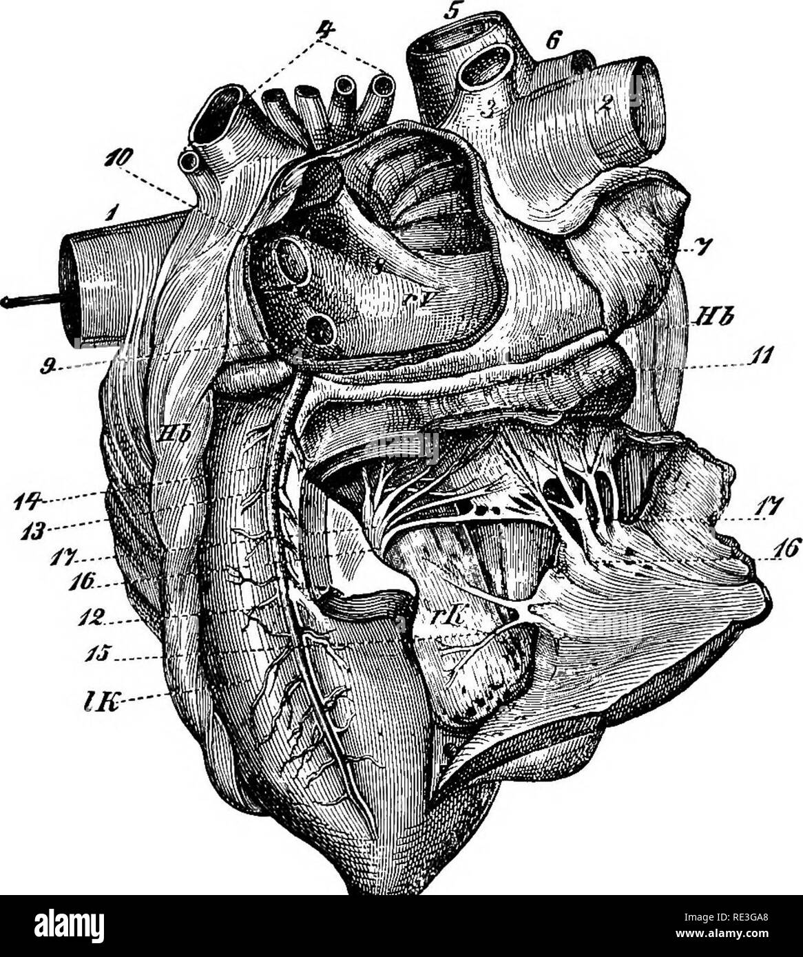 . La fisiologia degli animali domestici ... Fisiologia, confronto; Fisiologia Veterinaria. La circolazione del sangue. 509 menzionato, sono situate tra i due padiglioni e i ventricoli, e all'origine dell'arteria polmonare e aorta. La loro azione meccanica è differente, i due auriculo-vciitricular valvole operando sulla stessa linea di principio, e le due valvole in corrispondenza del punto di partenza delle grandi arterie essendo simile in funzione e funzionamento. Sia il auriculo-ventricolare di valvole di non ritorno in corrispondenza delle loro basi costituiscono cilindri completi che originano nel auriculo-anello ventricolare, che è spesso ca Foto Stock