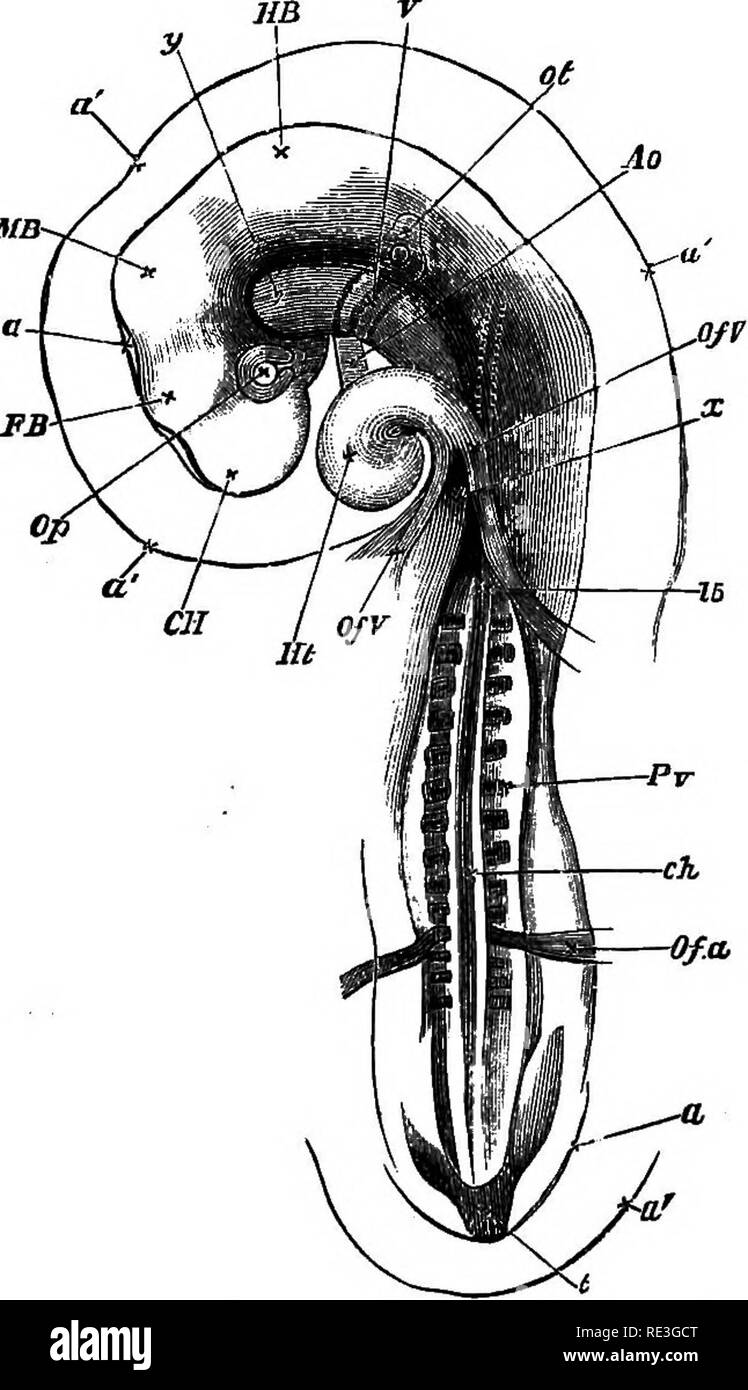 . Un libro di testo di fisiologia animale, con capitoli introduttivi sulla biologia generale e un trattamento completo di riproduzione ... Fisiologia, comparativo. Lo sviluppo "OP l'embrione stesso. 97 Il sangue intero-sistema vascolare proviene da tlie mesoblast di th.e zona opaca specialmente; alla prima apparizione in spot isolati whicli venite insieme come vere e proprie navi sono formate. Lo studente che proseguirà il piano di esaminare una serie di incubare uova sarà colpito con la early rise e ramd progressi del. La fio. 109.-pulcino su terzo giorno, visto da sotto come un oggetto trasparente, la testa essendo tu Foto Stock