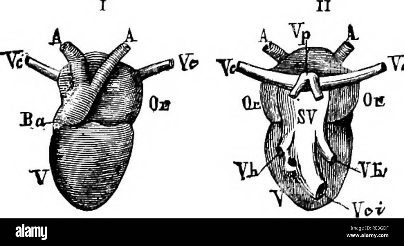 . La fisiologia degli animali domestici ... Fisiologia, confronto; Fisiologia Veterinaria. Fig. 186.-cuore di tartaruga. (B&amp;clard.) l orecchio destro; 2, ventricolo singolo ; 3, padiglione auricolare sinistro ; 4. diritto aorta; 5, sinistra aorta; 6, arteria polmonare che si divide in due rami; 7, vena cava;3.. Fig. 187.-cuore di rana. {Liron.) Ho, vista anteriore; II, posteriore nuovo. Un UN, aorta;; Vc superior vena cava;?; o. orecchiette ; V, ventricolo; Ba, bulbo aortico: SV, venosa sinus; Yin, inferiore vena cava;;; Vh, vene epatiche ; Vp, vene polmonari. aerazione nei capillari di branchie, il sangue viene quindi raccolto mediante Foto Stock