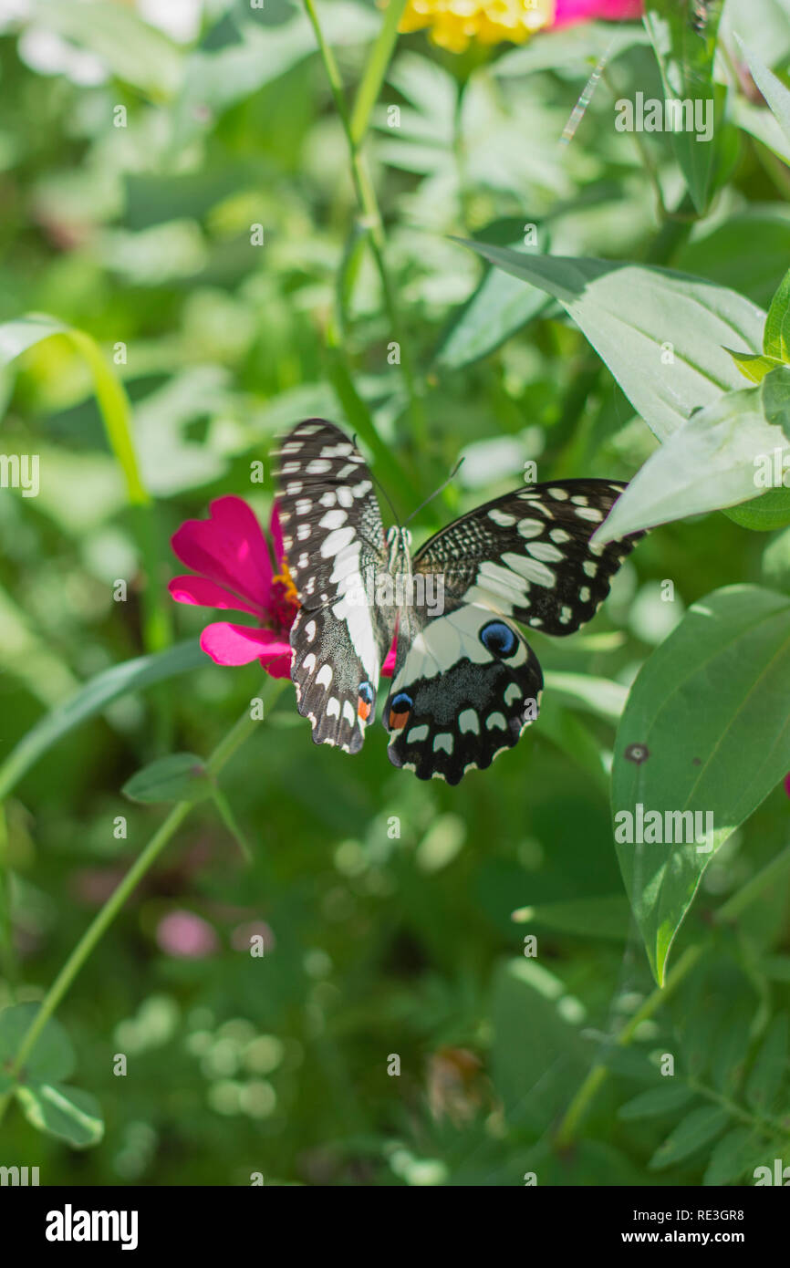 Stupenda farfalla nel giardino fiorito Foto Stock