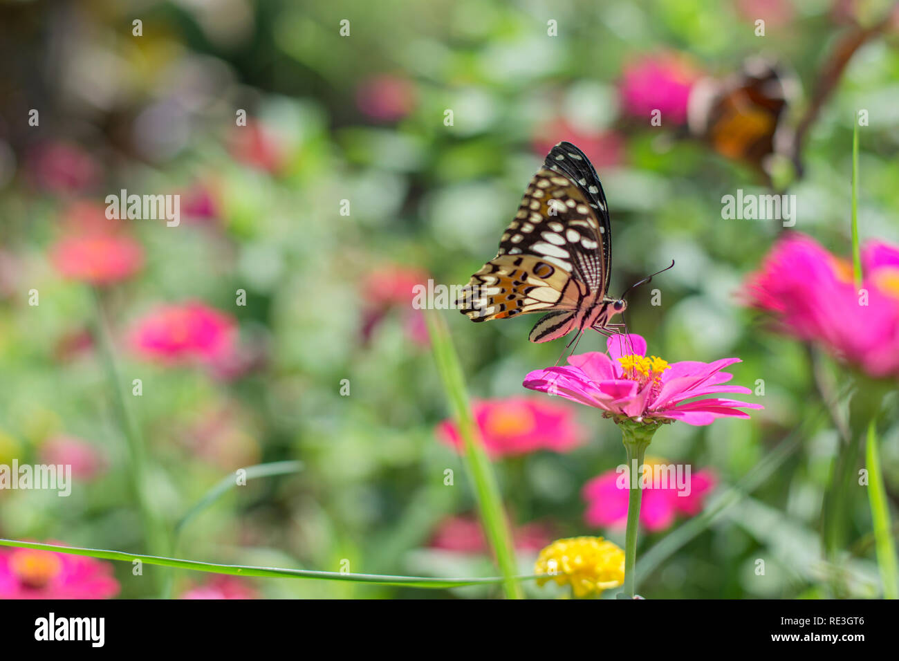 Stupenda farfalla nel giardino fiorito Foto Stock