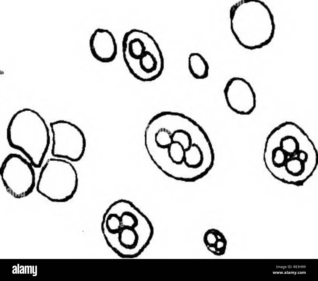 . Batteriologia e la sanità pubblica. Batteriologia; sanità pubblica. 98 batteri e fermentazione dà più di una ventina di diversi membri di questa famiglia di Saccharomycetes* ma prima di menzionare alcuni del capo di questi, sarà opportuno prendere in considerazione un certo numero di proprietà comune per il genere. La cellula di lievito è una rotonda o ovale corpo della natura di un fungo, composta di granulare di protoplasma circondato da un inviluppo definito, o capsula. Esso si riproduce, come regola generale, da erba o gemmation. In corrispondenza di una estremità della cellula di una lieve sv^vendita o protuberanza appare, che lentamente enlar Foto Stock