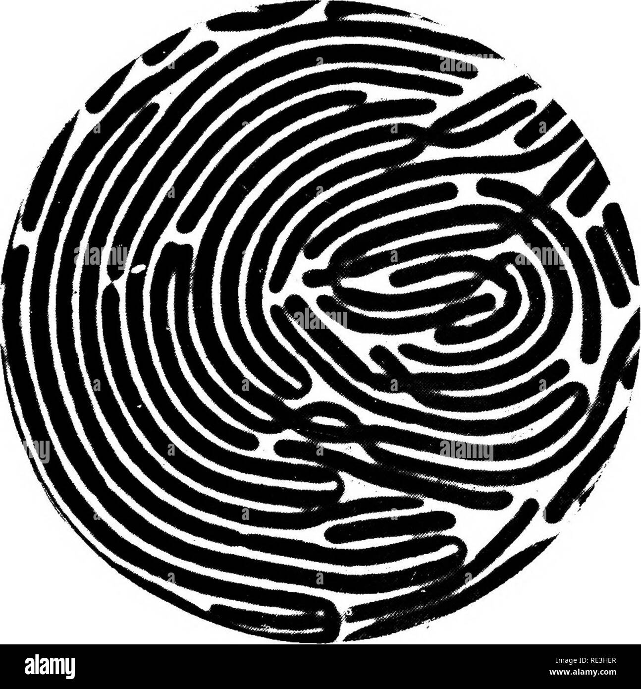 . Batteriologia e la sanità pubblica. Batteriologia; sanità pubblica. Bacillus coli communis. Prom di coltura di agar, 48 liours a 37° C. x 1000.. Proteus vulgaris. Preparazione di impressione da " sciamatura isole " sulla gelatina, 20 ore a 20° 0. X 8000. [Faccia a pagina 46.. Si prega di notare che queste immagini vengono estratte dalla pagina sottoposta a scansione di immagini che possono essere state migliorate digitalmente per la leggibilità - Colorazione e aspetto di queste illustrazioni potrebbero non perfettamente assomigliano al lavoro originale. Newman, George, Sir, 1870-1948. Philadelphia, P. Blakiston figlio di &AMP; Co. Foto Stock