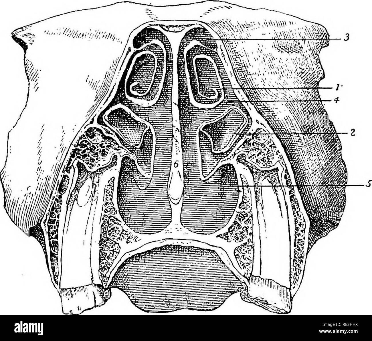 . L'anatomia del cavallo, una dissezione guida. I cavalli. 224 L'anatomia dell'HOBSB. Ma per la maggior parte della sua estensione della partizione è composto da una piastra di cartilagine la cartilagine settale. Questa cartilagine settale è continuo al di sopra con la perpendicolare della piastra che è semplicemente un ossificata porzione di esso; dietro di esso è ricevuto nella fessura del vomer e si espande sulla sutura premaxillary ; di fronte si espande sull'aspetto interno della sutura internasal; e inferiormente le cartilagini alari sono mobilmente costitui- legato ad esso. L'estremità inferiore del fossee nasale viene denominata infe Foto Stock