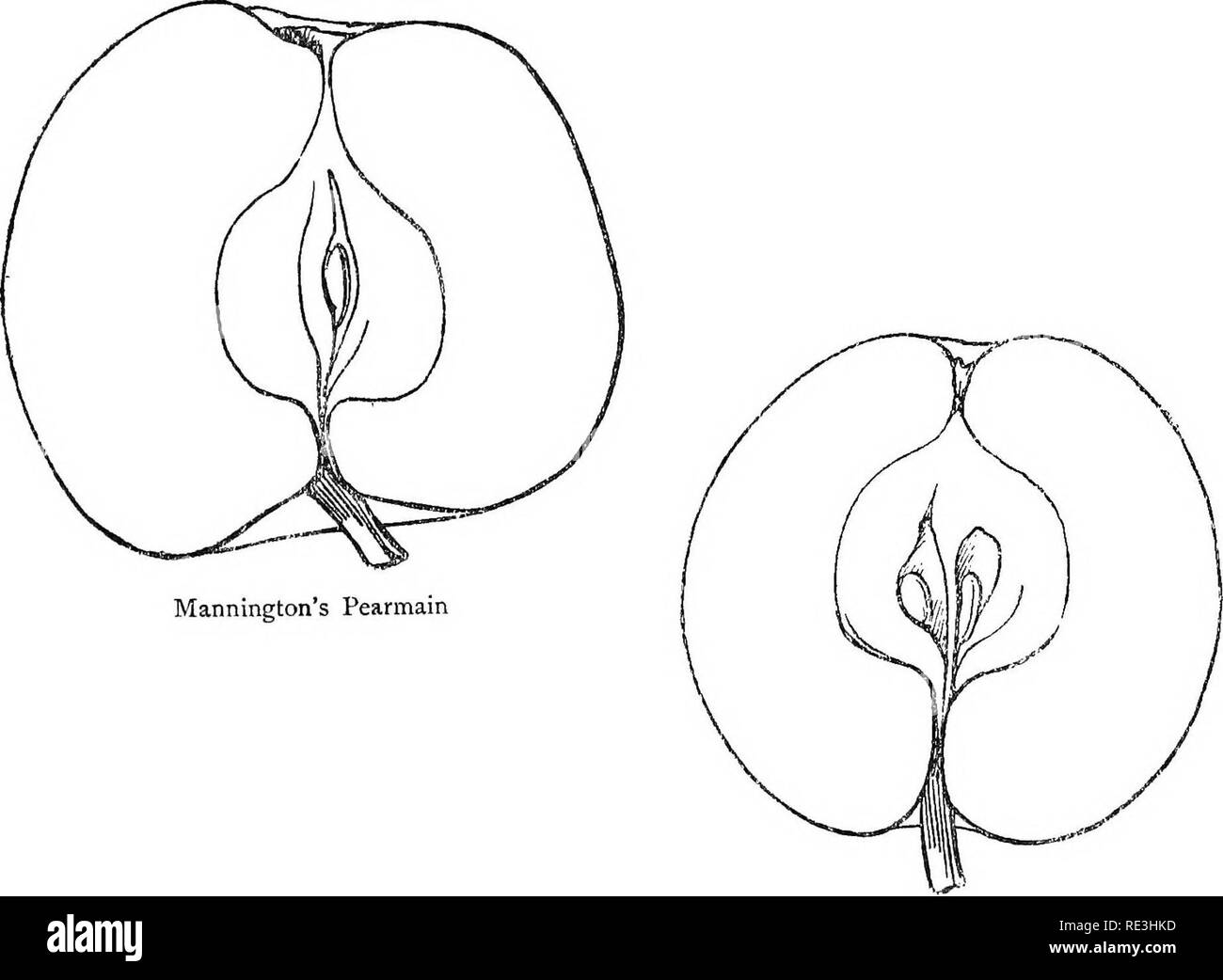 . Il giardino di frutta. Frutta-cultura; alberi da frutto. 420 mele. Si prega di notare che queste immagini vengono estratte dalla pagina sottoposta a scansione di immagini che possono essere state migliorate digitalmente per la leggibilità - Colorazione e aspetto di queste illustrazioni potrebbero non perfettamente assomigliano al lavoro originale. Bunyard, George; Thomas, Owen. New York, C. Scribner Foto Stock