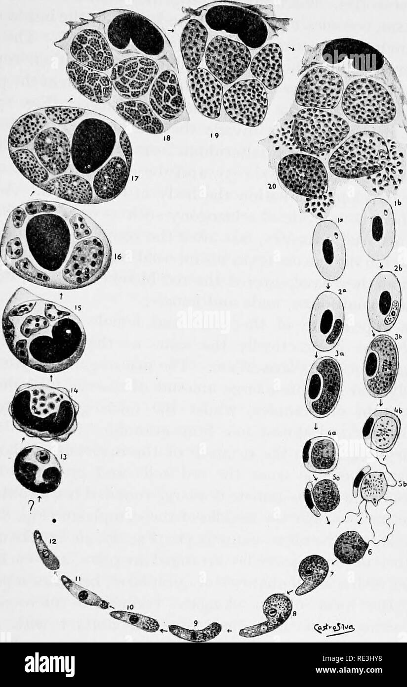 . Vola in relazione alla malattia: bloodsucking mosche. Vola; mosche come vettori della malattia; Diptera. XXIII] ciclo di sviluppo 381. Fig. 87. Ciclo di sviluppo di Hcemoproteiis cohimhcB. la e lb, giovani halteridia in corpuscoli sanguigni ; la e 4a e lb a 46 stadi nella crescita della femmina e maschio gametocytes, rispettivamente ; 53, gamete femminile ; 56, formazione dei gameti maschili ; 6, la fertilizzazione ; 7, zigote ; 8 a 12, fasi di estrusione di granuli dal ookinete ; 13, lo stadio più giovane in un leucocita dai polmoni di un piccione ; 14 a 20 fasi della sua moltiplicazione, accompagnata da Foto Stock