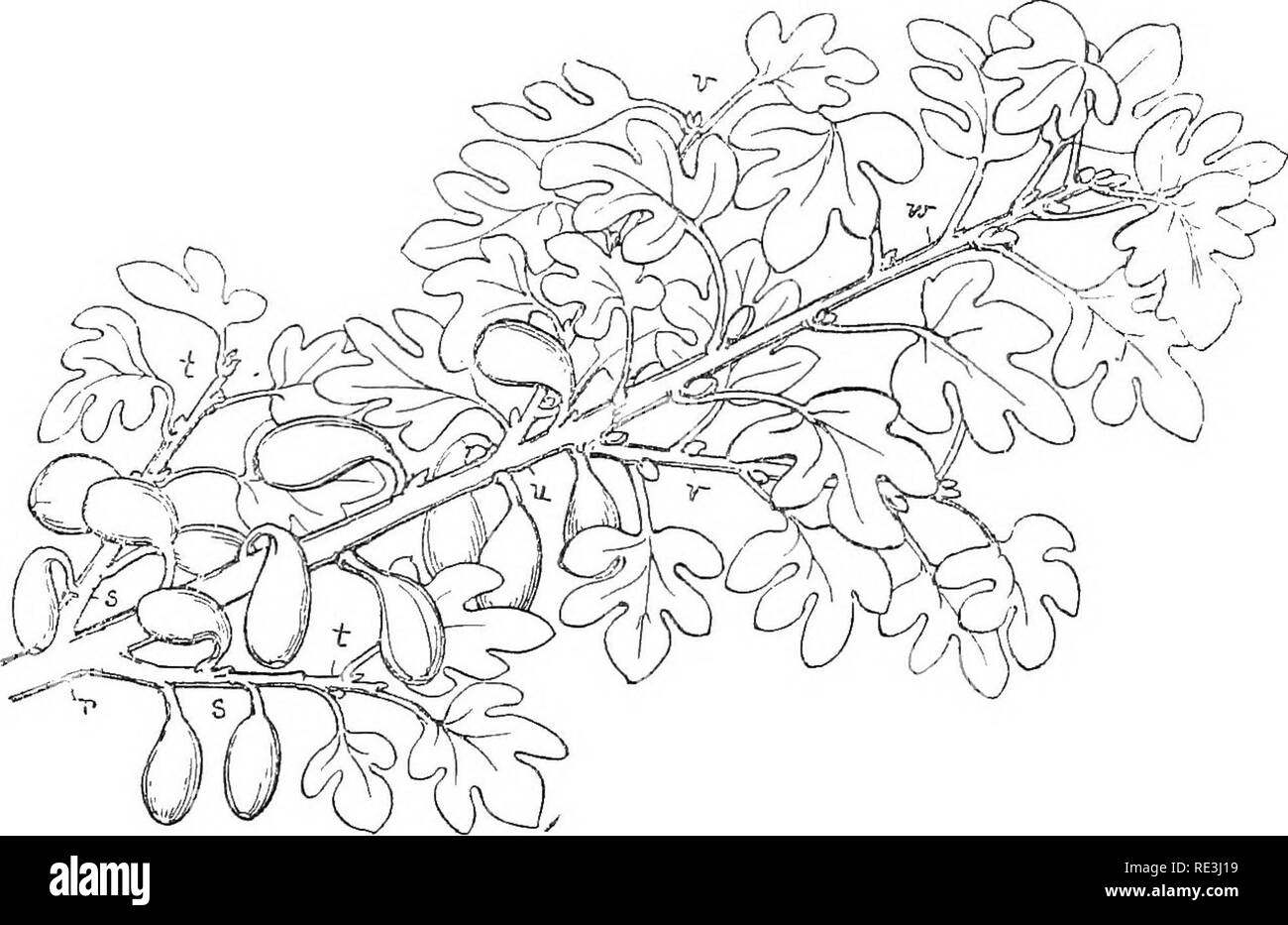 . Il giardino di frutta. Frutta-cultura; alberi da frutto. 52 IL GIARDINO DI FRUTTA innestati alberi da frutto a Tarring con la propria mano, e che si presume che questi erano gli alberi di fig. Il Tarring Fig giardini possono mostrare una piantagione di 100 a 200 alberi, e 2000 dozzina di ottimi frutti o in modo vengono prodotte ogni anno, oltre a una massa di piccoli. In estate il giardino sembra completamente ONU-inglese. Il fogliame denso produce ombra profonda, che aggiunge al suggestivo effetto, dando fittizio di lunghezza per le passeggiate e rendendo la metà-acro assuma le proporzioni. Porzione di un ramo che mostra crescite caratteristica e la modalità del cuscinetto {r Foto Stock