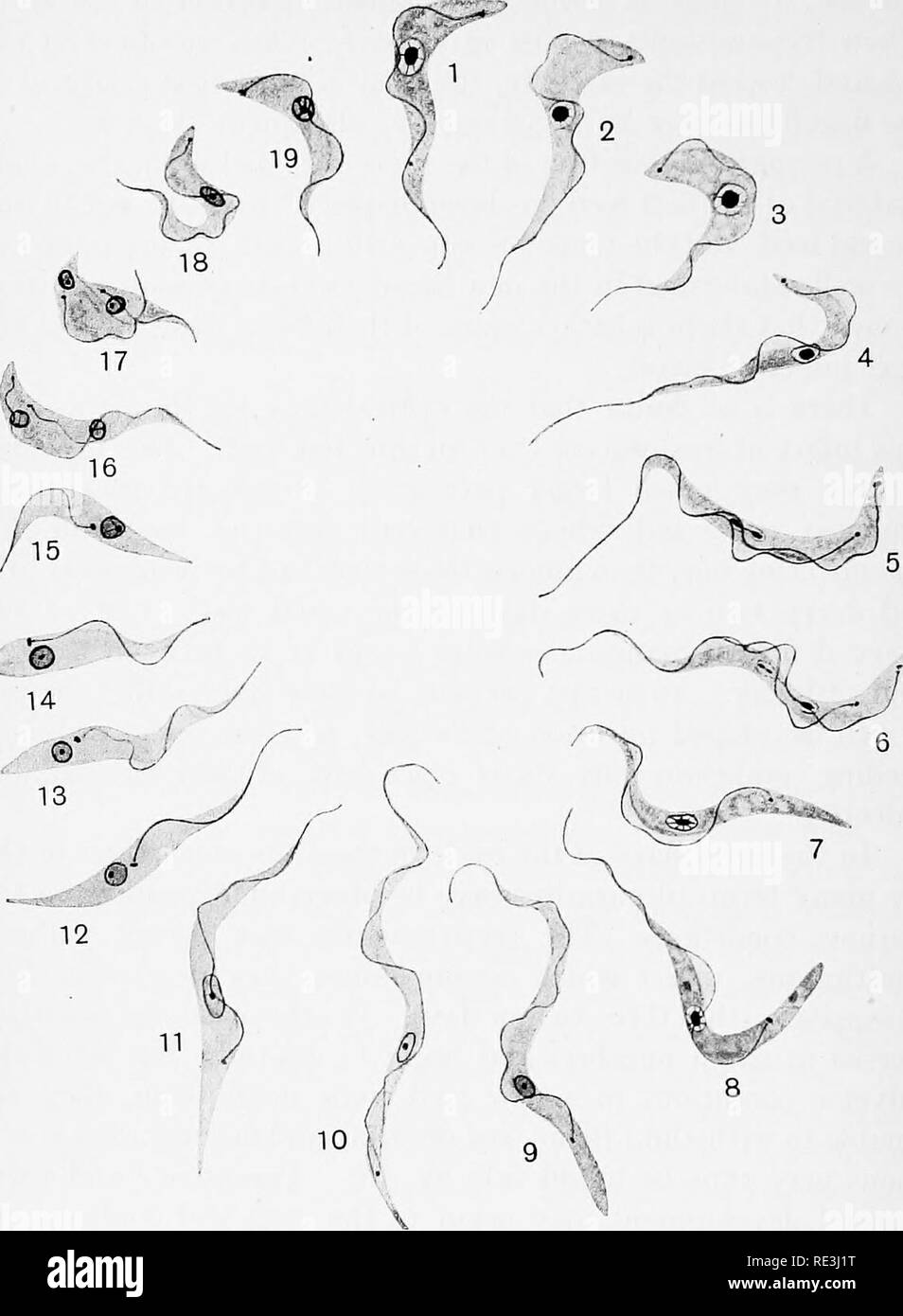 . Vola in relazione alla malattia: bloodsucking mosche. Vola; mosche come vettori della malattia; Diptera. •^12 T. GAMBIENSE [CH.. Fig. 75. (I-iq)- Trypanosoma gambisnse. x circa 2000 diametri. (Dopo Muriel Robertson.) 1-4. Trypanosomes dal sangue di una scimmia. 5-6. Divisione del sangue-tj'pes. 7-8. Trypanosomes in medio intestino di Glossina, 3G-4S ore dopo ingestione, q-io. Slanciata tipi proventricular, la forma finale dell'intestino lo sviluppo. 11-12. I campioni appena arrivati nella ghiandola salivare. 13-15. Tipico di ghiandola salivare forma, annunziando la condizione crithidial. 16-17. Divisione di glan salivari Foto Stock