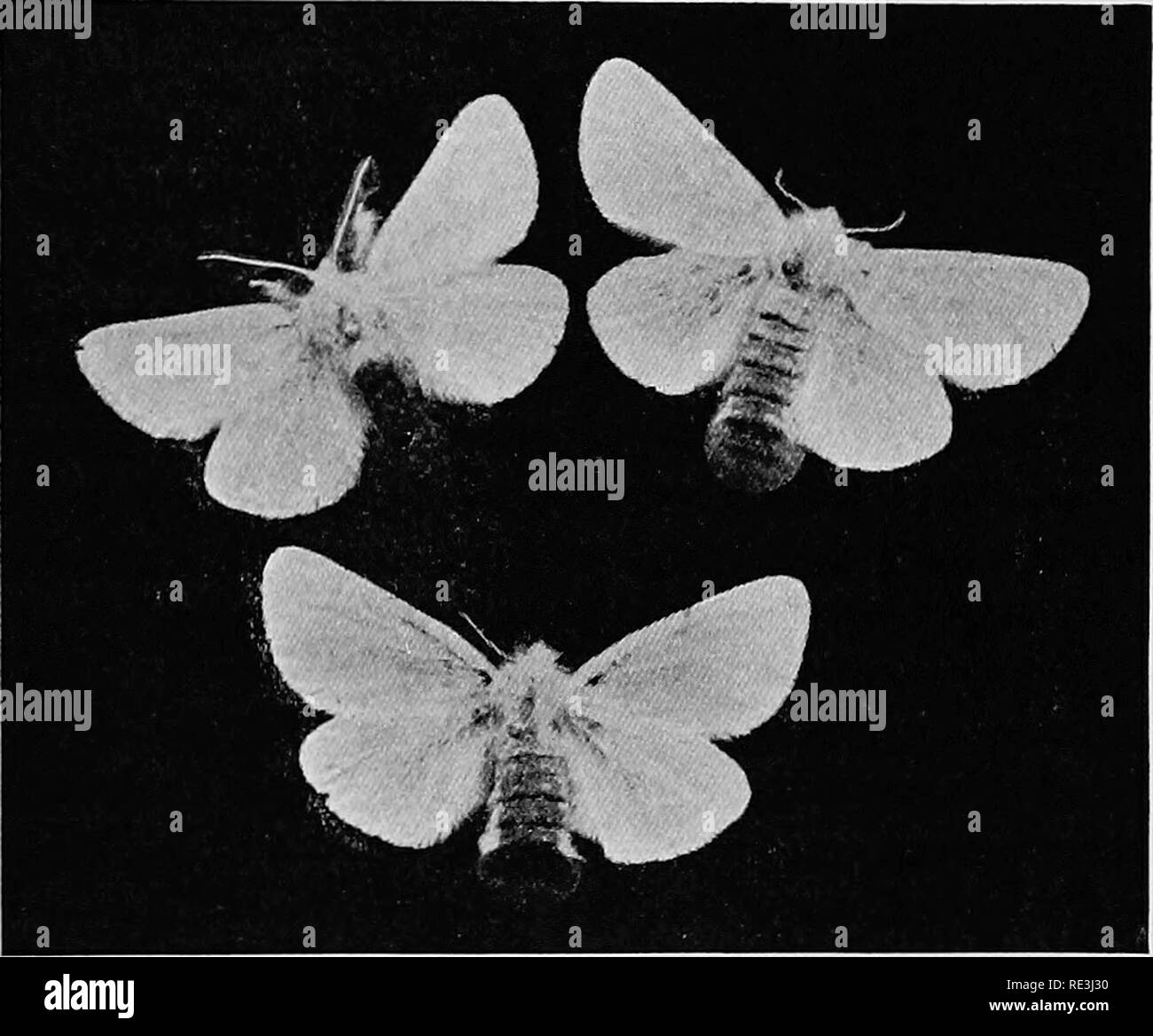. Manuale di entomologia medica. Pesti di insetto; insetti come vettori della malattia; medico di parassitologia. Insetti Nettling 49 prurito. Fu presto fotind che questa dermatite è stata causata da alcuni brevi, peli spinato marrone-coda di bruchi e che non solo i bruchi ma loro bozzoli e anche la femmina adulta falene potrebbe porto questi nettling peli e quindi dar luogo alla irritazione. In molti casi i peli sono stati tramato per indumenti sulla linea e quando questo è stato indossato potrebbe causare lo stesso problema. Peggio ancora, si è riscontrato che molto gravi lesioni interne è stata spesso causata da bre Foto Stock