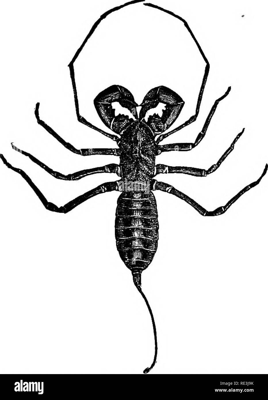 . Manuale di entomologia medica. Pesti di insetto; insetti come vettori della malattia; medico di parassitologia. Altri ragni velenosi 19 e sebbene Kobert's risultati sembrano conclusivi, lo spider è poco da temere. Phidippus audax {P. tripunctatus) è una delle nostre più grandi Attids o jimiping ragni. Alla fine il dott. 0. Lugger descrive un caso di gravi intossicazioni da il morso di questo ragno e sebbene i dettagli vengano a mancare, è abbastanza possibile che questa e altre grandi specie di uno stesso gruppo che levetta la loro preda può possedere un più attivo il veleno di quella di web-buUding specie. Sommario-è chiaramente Foto Stock