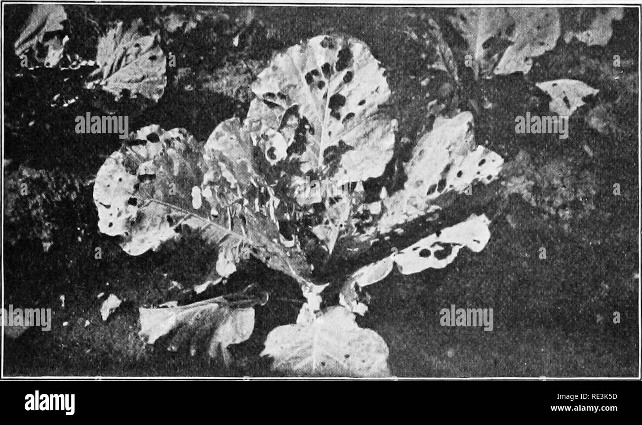 . Coltivazione di ortaggi progetti. Giardinaggio di vegetale; metodo di progetto di insegnamento. COLE progetti raccolto 105 superficie della foglia e da questi hatch piccolo, verde i bruchi che iniziano immediatamente a skeletonizing la foglia. In dieci a quattordici. Fig. 30. - Il cavolo worm. giorni diventano pieni cresciuto e fissare se stessi al lato inferiore della foglia o altra superficie protetta e modificare una pupa da cui in circa una settimana la farfalla emerge. Parecchie covate sviluppare in una stagione. Questa peste è controllata dalla raccolta a mano o spolvero quando solo poche piante sono coltivate. Spruzzi di veleno applicato non appena i giovani Foto Stock