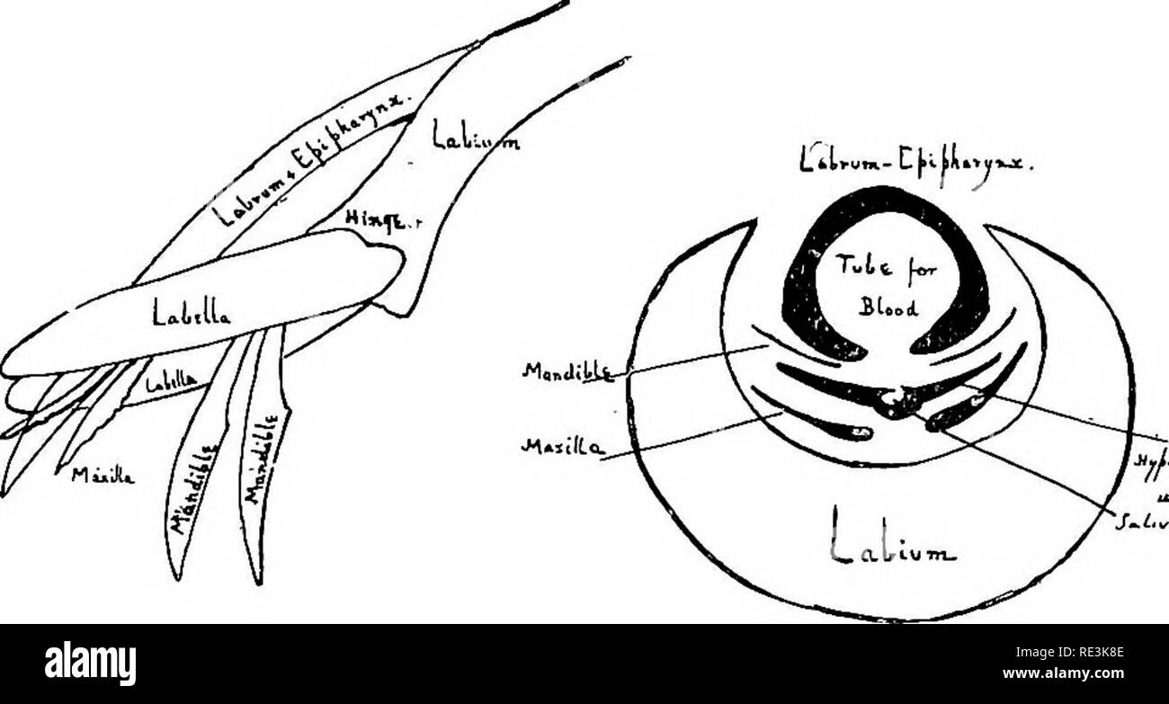 . Il pratico della malaria e altri parassiti del sangue. La malaria; zanzare; Trypanosoma; sangue. MI66 nel labbro inferiore o labium. La proboscide con- sists di (Fig. 43) :- 1. Il labium, costituente la guaina. 2. Il labrum e epipharynx, "j o labbro superiore | formando 3. L'ipofaringe, o linguetta j&gt; 4. Due mandibole j mandrini. 5., due maxillae j 6. Due palpi mascellari.. W7" Fig. 43. La proboscide (Labium e mandrini), dopo Ndttall e Shipley. Mano destra, sezione trasversale della Proboscide La Palpi non sono mostrati il Labium..-Il labium forma spessa e scaglioso proboscide come di solito vedere Foto Stock