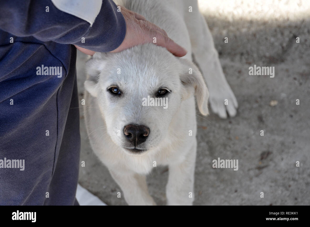 Qualcuno touch friendly un cane bianco Foto Stock