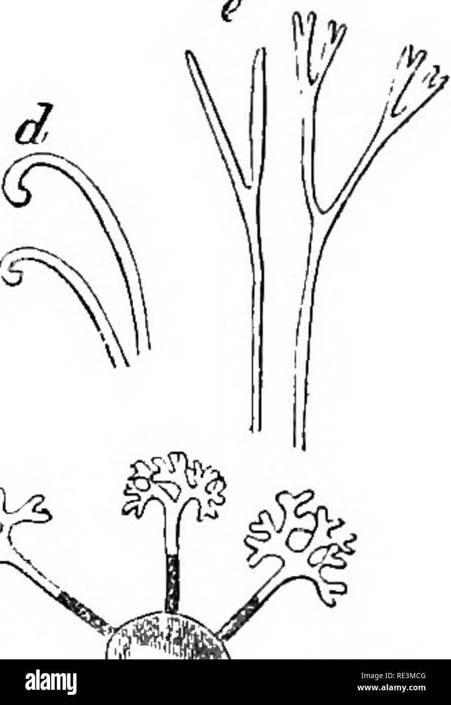 Introduzione alla botanica crittogamica. Alle crittogame. Fig. 64. a.  Fulcri e asous, -con sporidia di Uiicinvla spiralis, Berk, e Curt. b.  Peritliecium, con i suoi numerosi fulcri e aschi, di Erysiphe