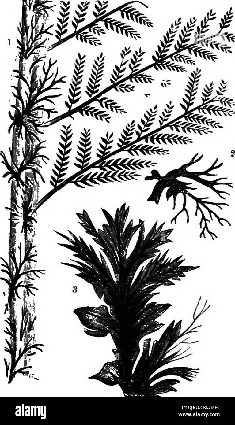 . Un manuale di botanica crittogamica. Alle crittogame. I20 crittogame vascolari o rizoma, essendo estremamente rara. La grande maggioranza delle specie sembrano essere state ; erbacee o a tutti gli eventi gli steli di albero-felci non sono molto comuni si verificano- renza, anche nelle misure di carbone. E sebbene la fruttificazione ha frequentl}- stati soddisfatti con il vasto ma- jority delle foglie del quale i resti o impres- tanze sono state conservate sono sterili. Il valersi soltanto- sistema in grado di classificazione del numero maggiore di felci fossili è basata sulla modalità di venatura, del personaggio che un certo numero di famili Foto Stock