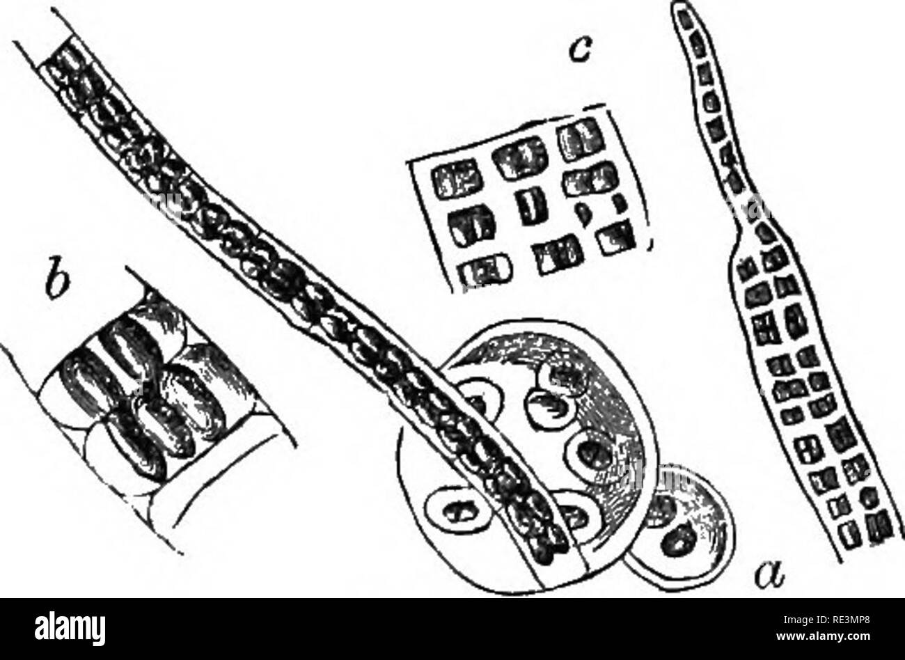 . Introduzione alla botanica crittogamica. Alle crittogame. Per INTKODUCTION CRITTOGAMICA botanica. H] il loro degrado forma un nidus per la crescita di minuto muschi; suolo si accumula gradualmente dalla loro decomposizione, e quella del minuto Phaenogams che riescono a loro, finché tutta la superficie è coperta; la stessa roccia, se come granito, costituito da parti facilmente soggetta a deintegration, è da gradi grossolanamente pul- verised, il suolo è formato e la superficie è pronta a fornire i desideri dell'uomo, e i vari elementi del mondo animale che amministrano ai suoi bisogni o concorrono nel pre- prenotazione del saldo Foto Stock