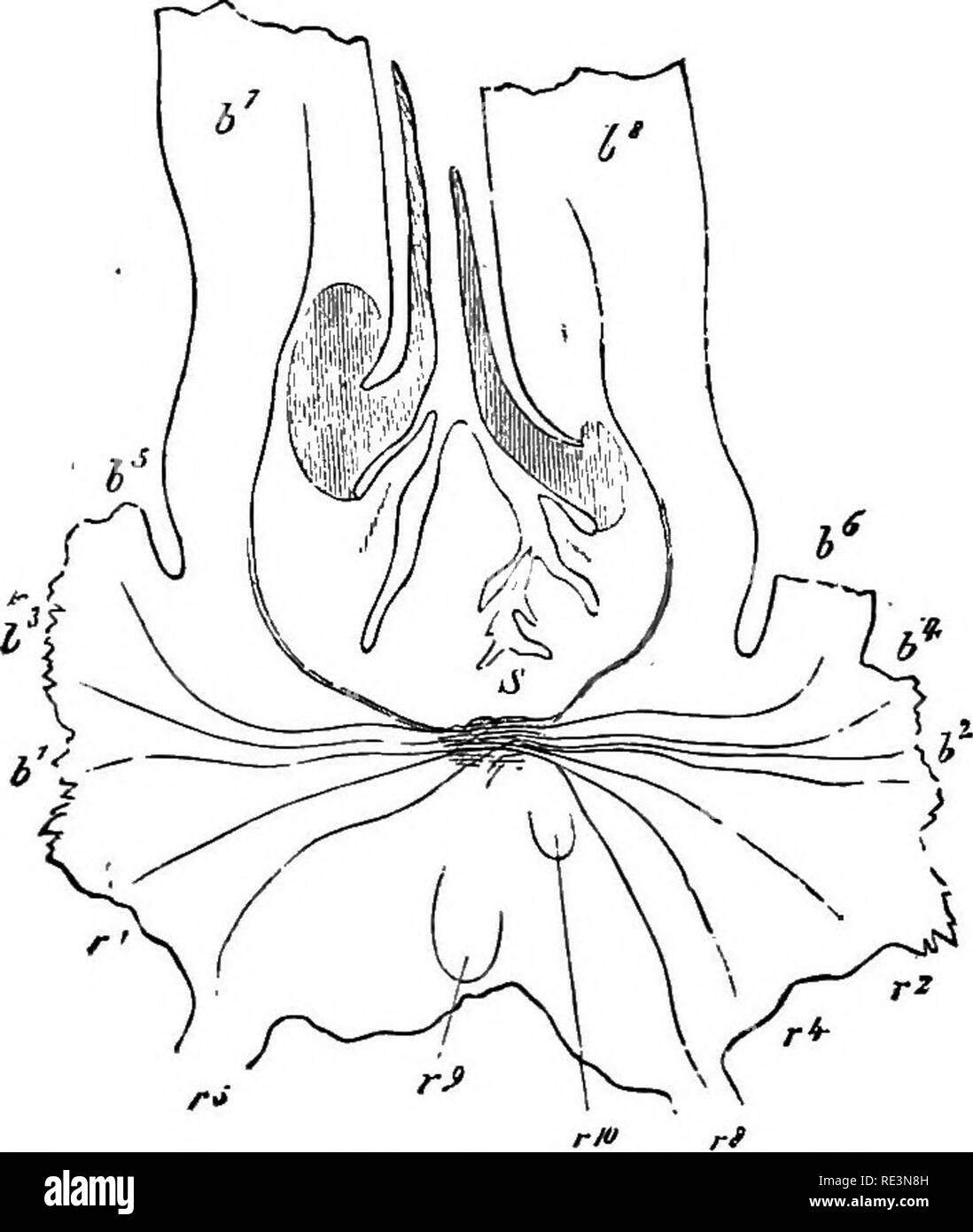 . Un manuale di botanica crittogamica. Alle crittogame. 5° crittogame vascolari procede una filiale in ogni foglia e uno nella radice. Lo strato di meristema che circonda il bundle assiale aumenta soprattutto in direzione centrifuga, freschi strati così formati la sostituzione di quelli esterni, che continua a morire. Il secondario a lungo perdurante aumento di spessore del gambo è principalmente a causa di un aumento di spessore del tessuto corticale, anche se nuovo xilema-elementi sono anche prodotte. La modalità di crescita apicale differisce da quella della maggior parte delle specie Selaginella. Non vi è alcuna singola cellula apicale, l'apice di t Foto Stock